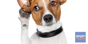Bürgergeld Urteil: Zuschüsse für den Hund vom Jobcenter als Mehrbedarf?