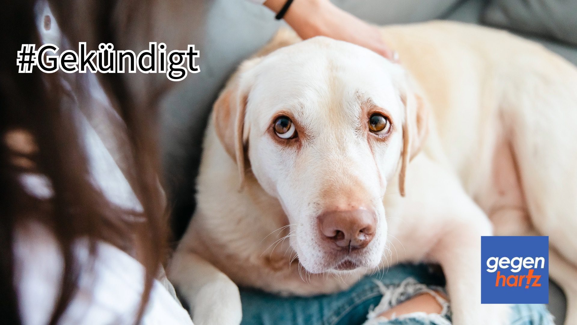 Sind Rentner Von Der Hundesteuer Befreit Psychische Erkrankung: Assistenzhund wird von Hundesteuer befreit