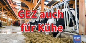 GEZ: Kühe müssen auch Rundfunkbeitrag zahlen